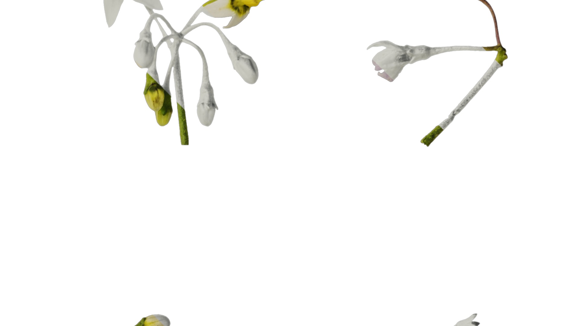 Anydrafts Solanum americanum Flower 02 Texture_2