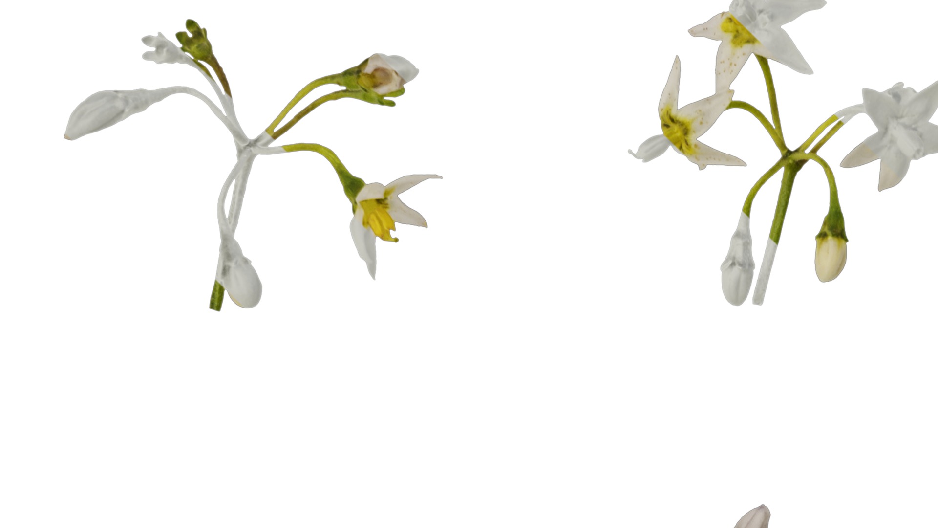 Anydrafts Solanum americanum Flower 02 Texture_1