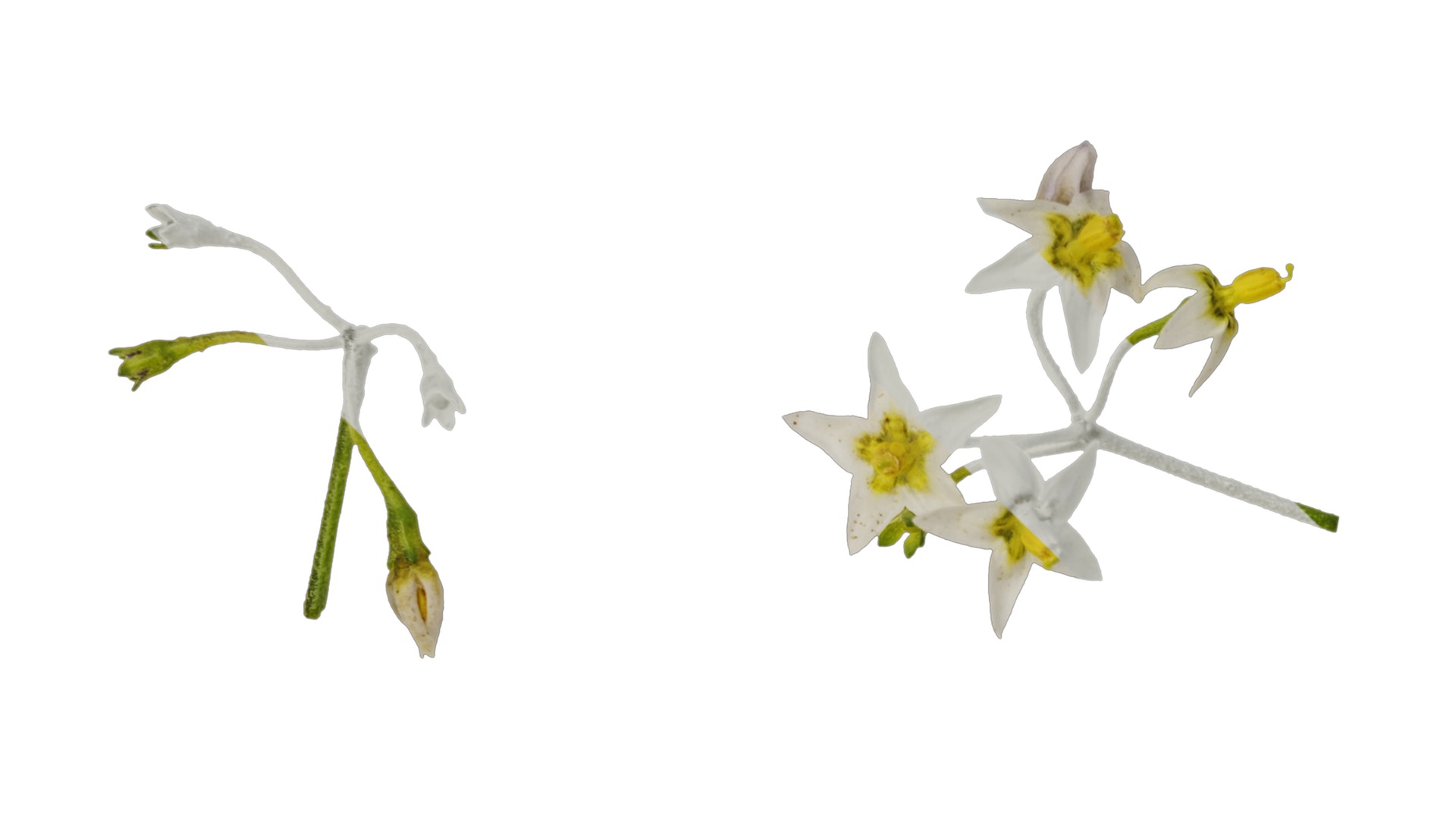 Anydrafts Solanum americanum Flower 02 Texture_3