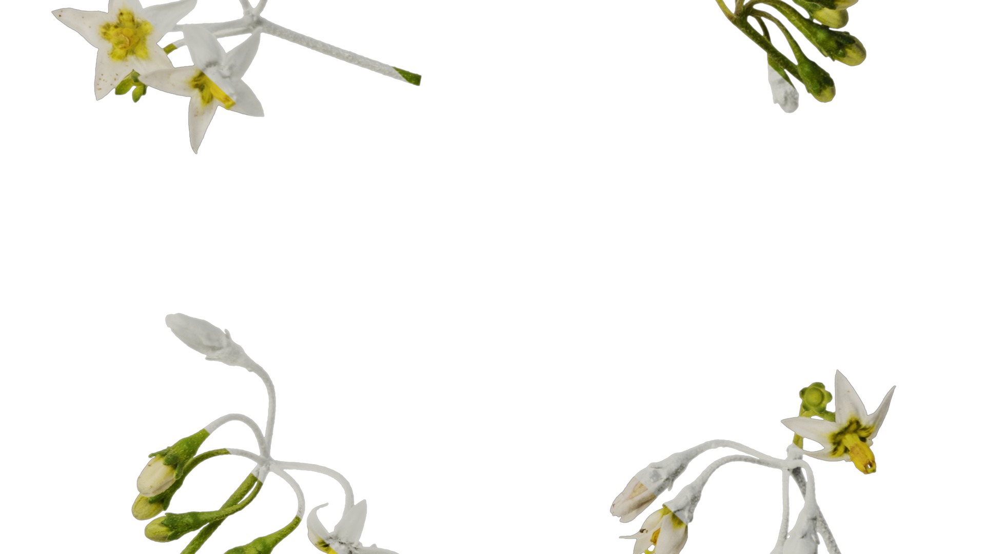 Anydrafts Solanum americanum Flower 02 Texture_7