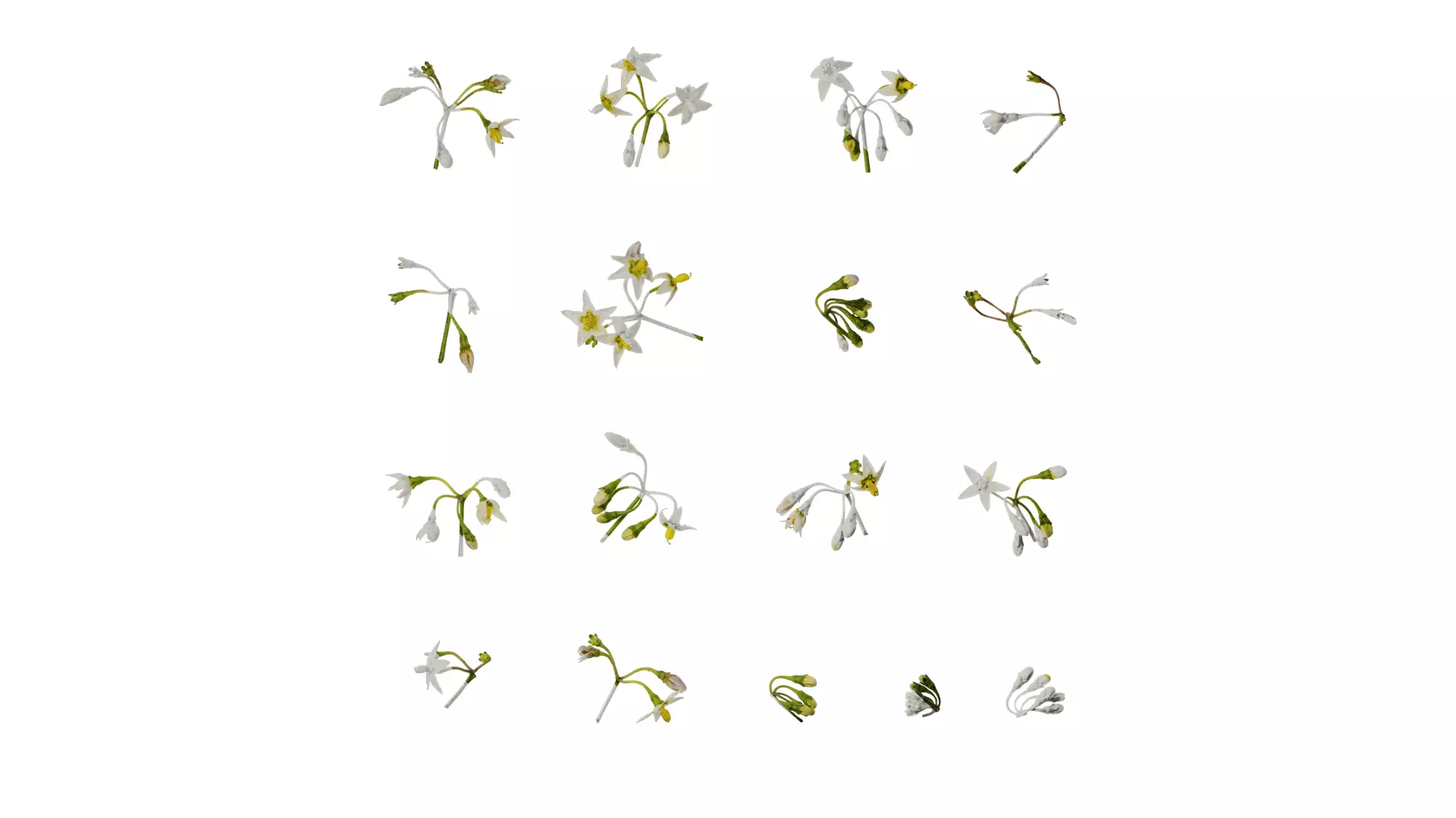 Anydrafts Solanum americanum Flower 02 Texture_0