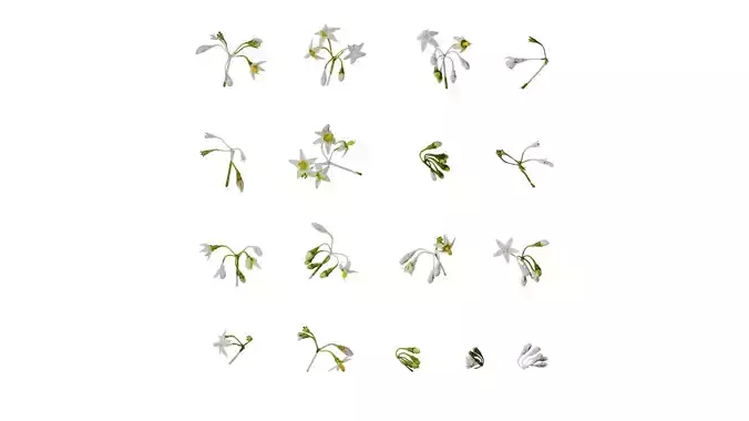 Anydrafts Solanum americanum Flower 02