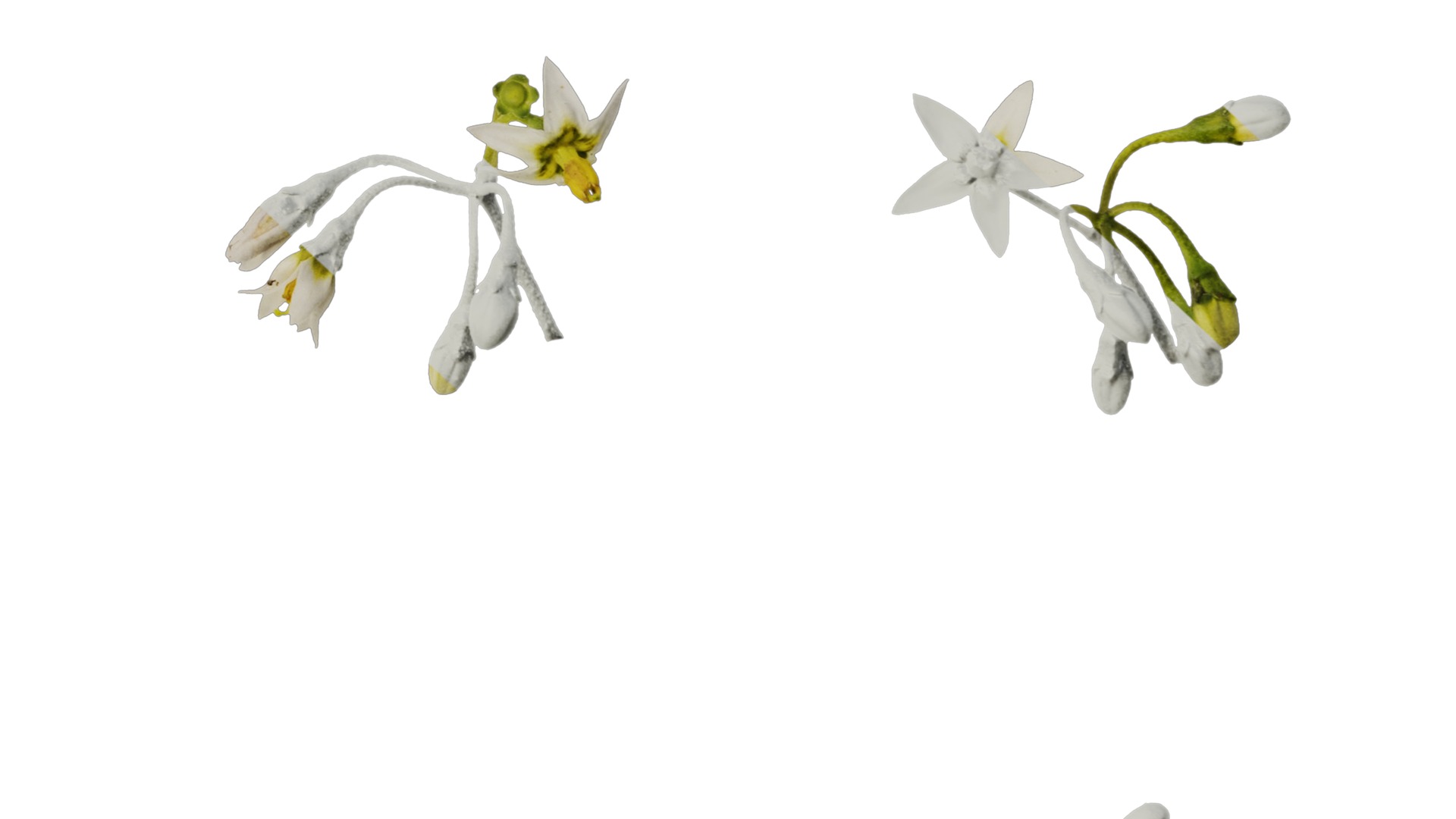 Anydrafts Solanum americanum Flower 02 Texture_6