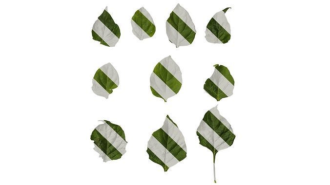 Anydrafts Solanum americanum Leaf 01 Texture