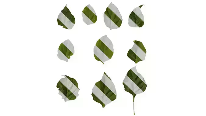 Anydrafts Solanum americanum Leaf 01 Texture