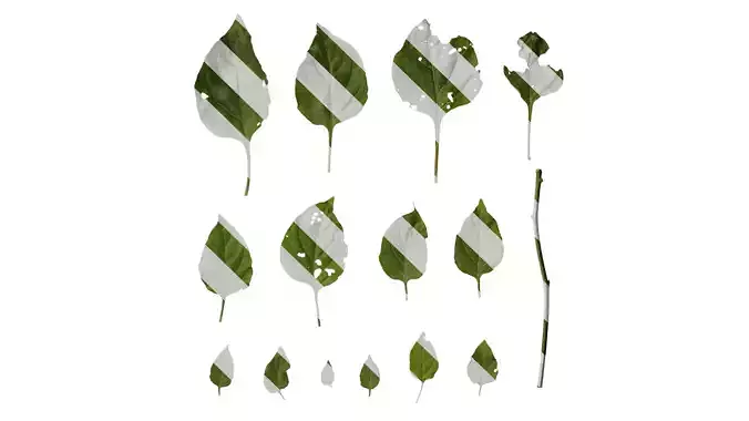 Anydrafts Solanum americanum Leaf 04