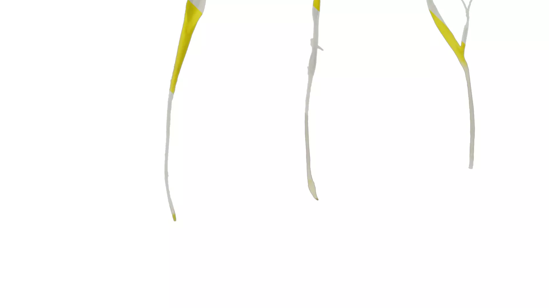 Anydrafts Sonchus asper Flower 01 Texture_0