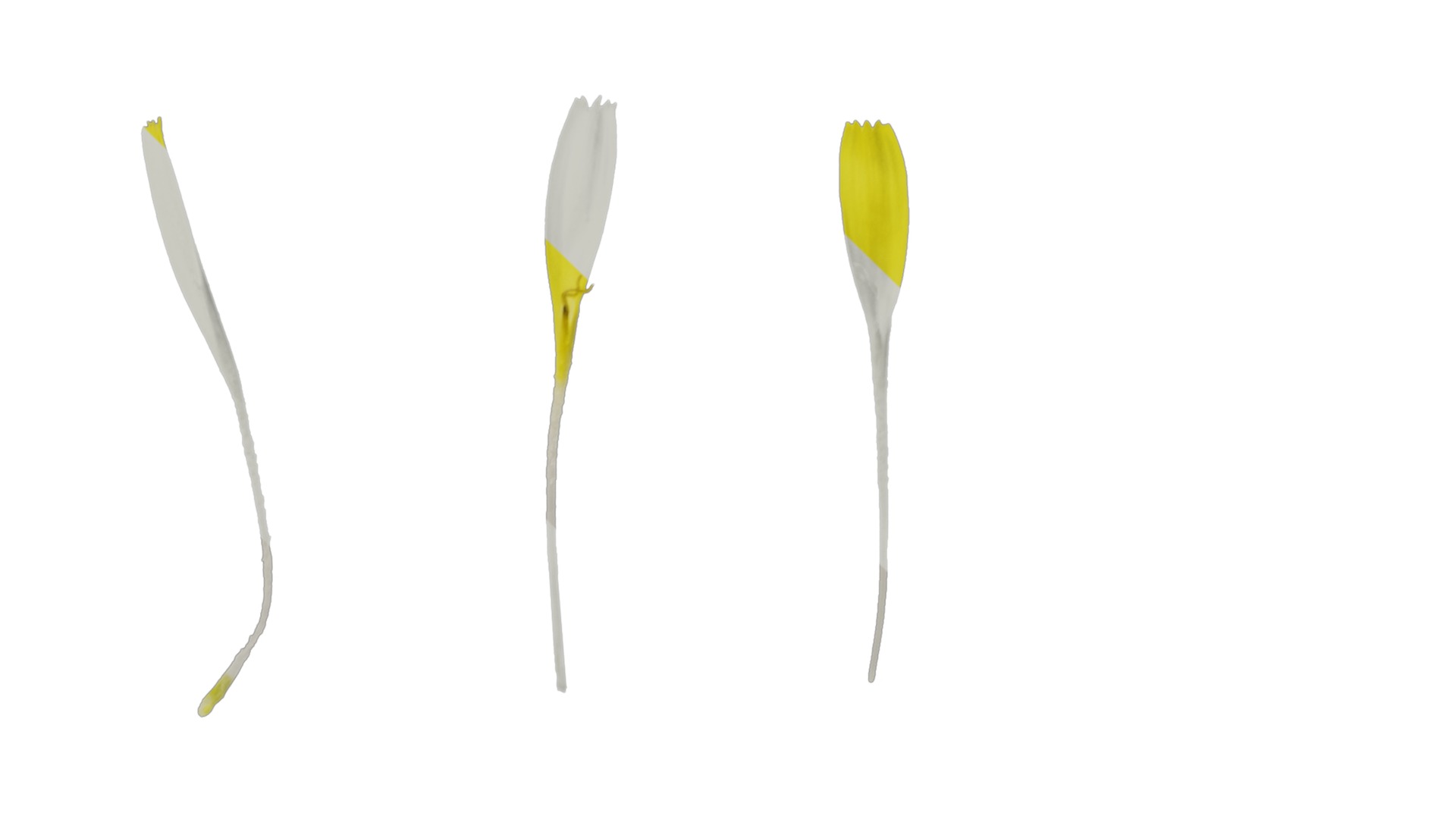 Anydrafts Sonchus asper Flower 01 Texture_3