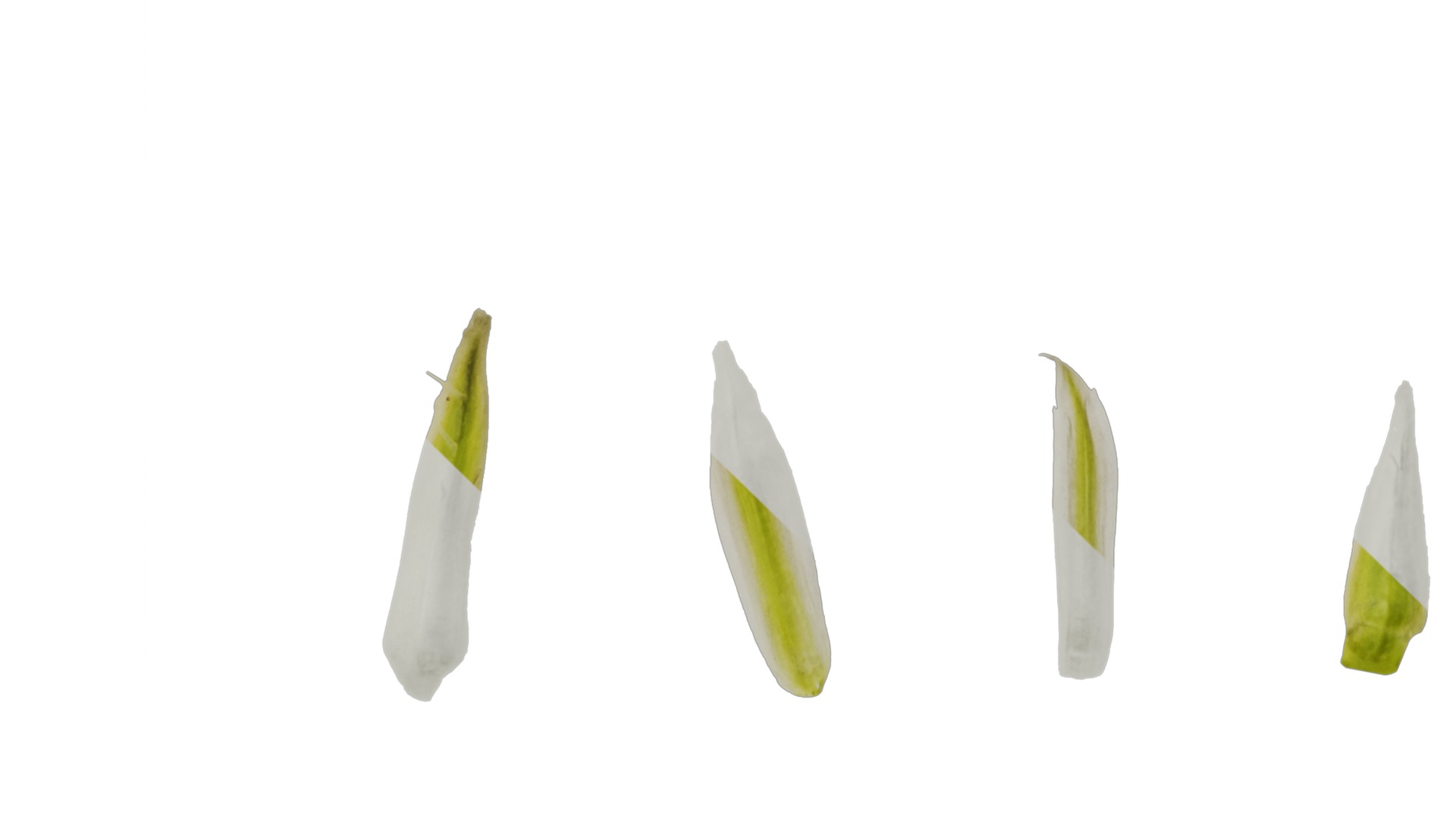 Anydrafts Sonchus asper Flower 01 Texture_4