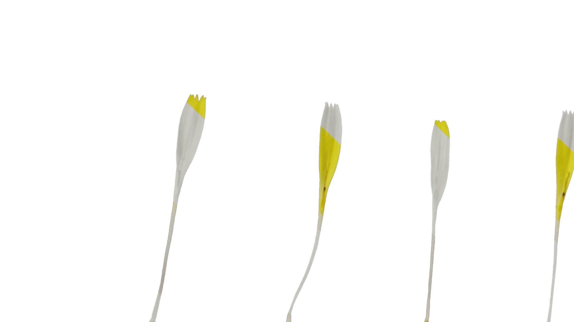 Anydrafts Sonchus asper Flower 01 Texture_2