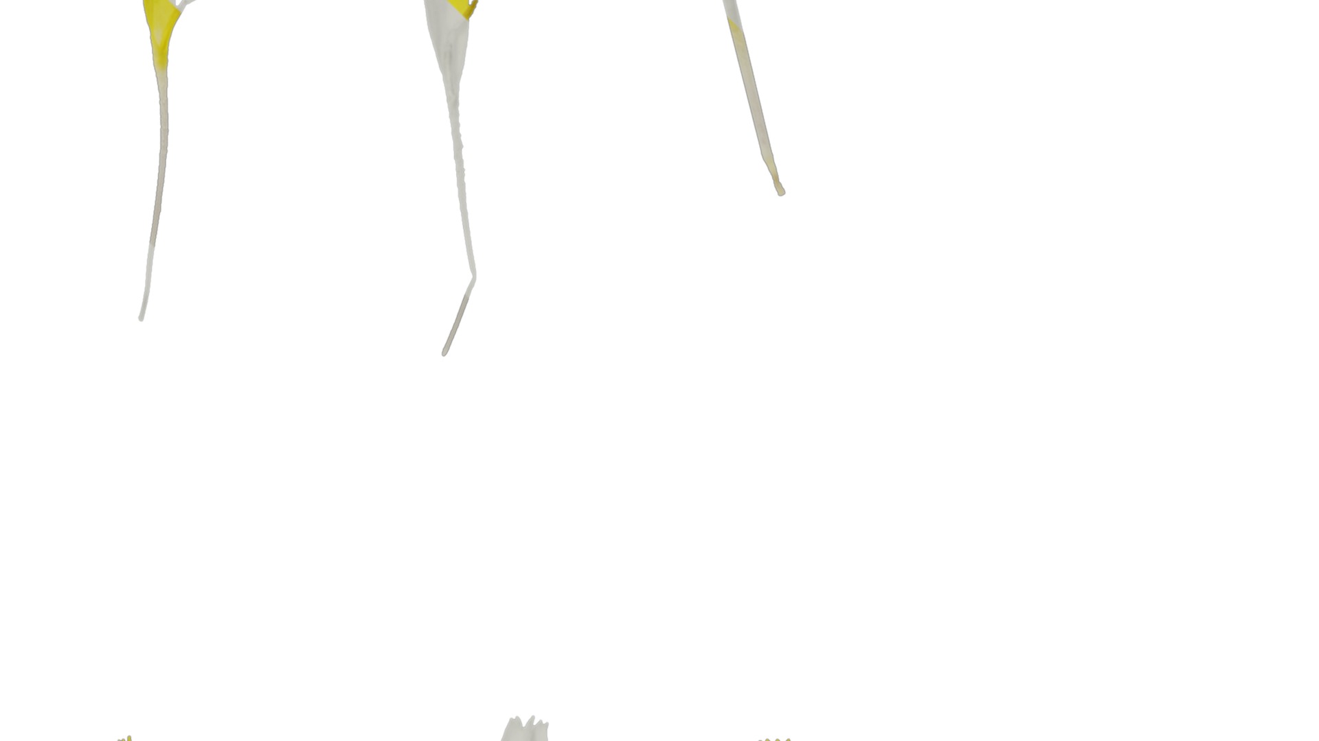 Anydrafts Sonchus asper Flower 01 Texture_1