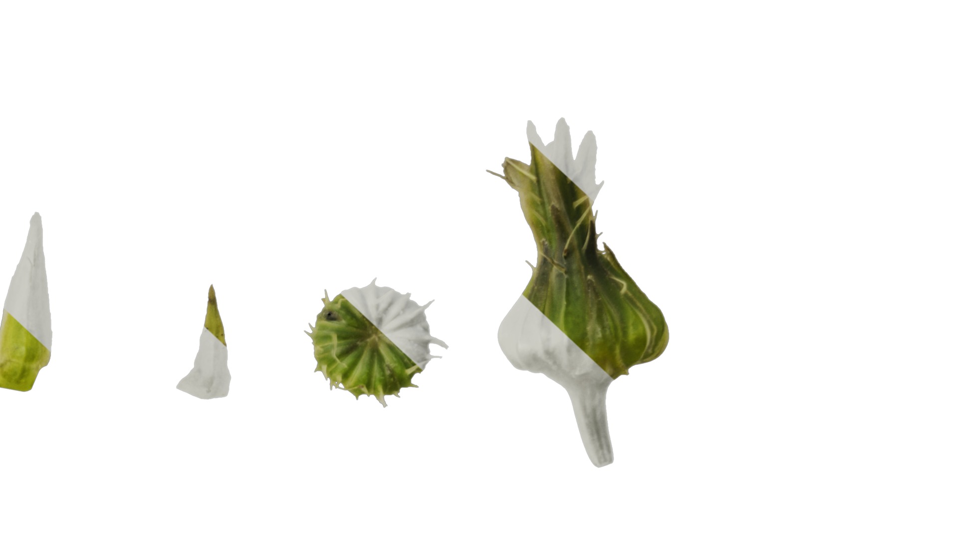 Anydrafts Sonchus asper Flower 01 Texture_5