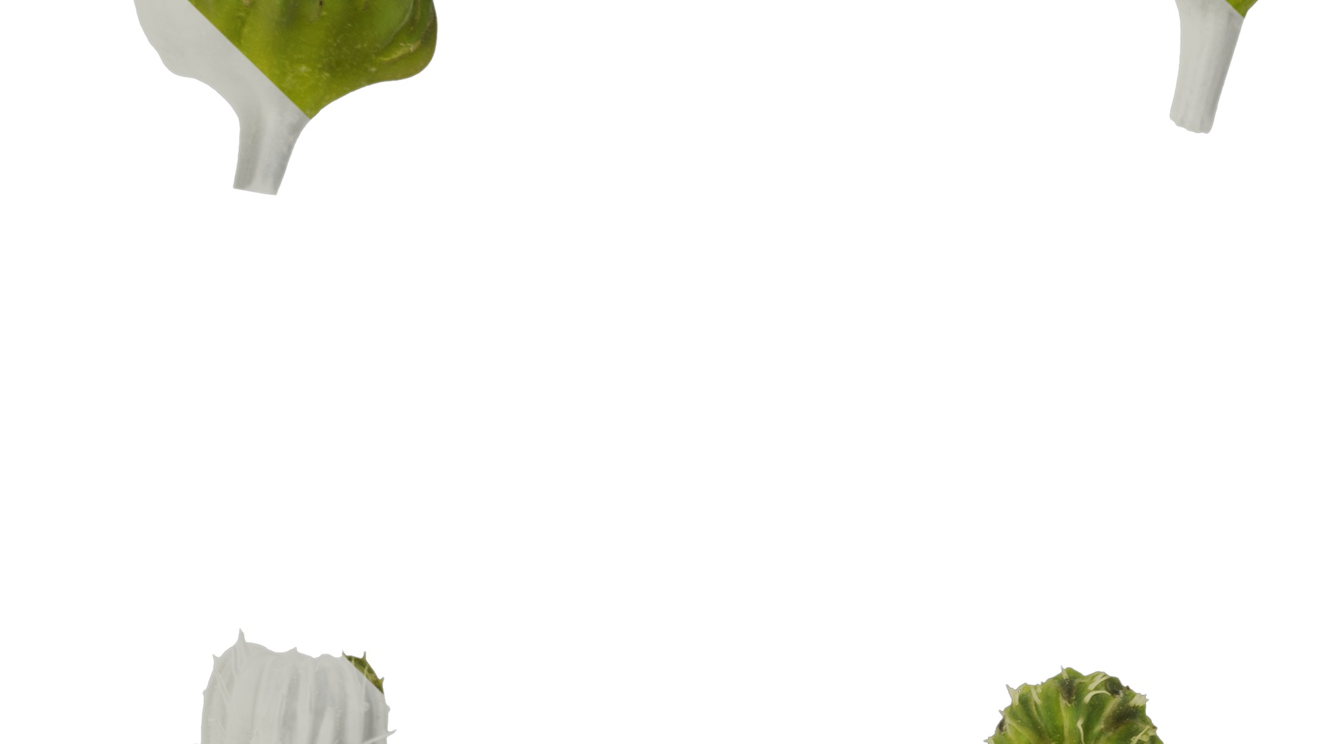 Anydrafts Sonchus asper Flower 02 Texture_3