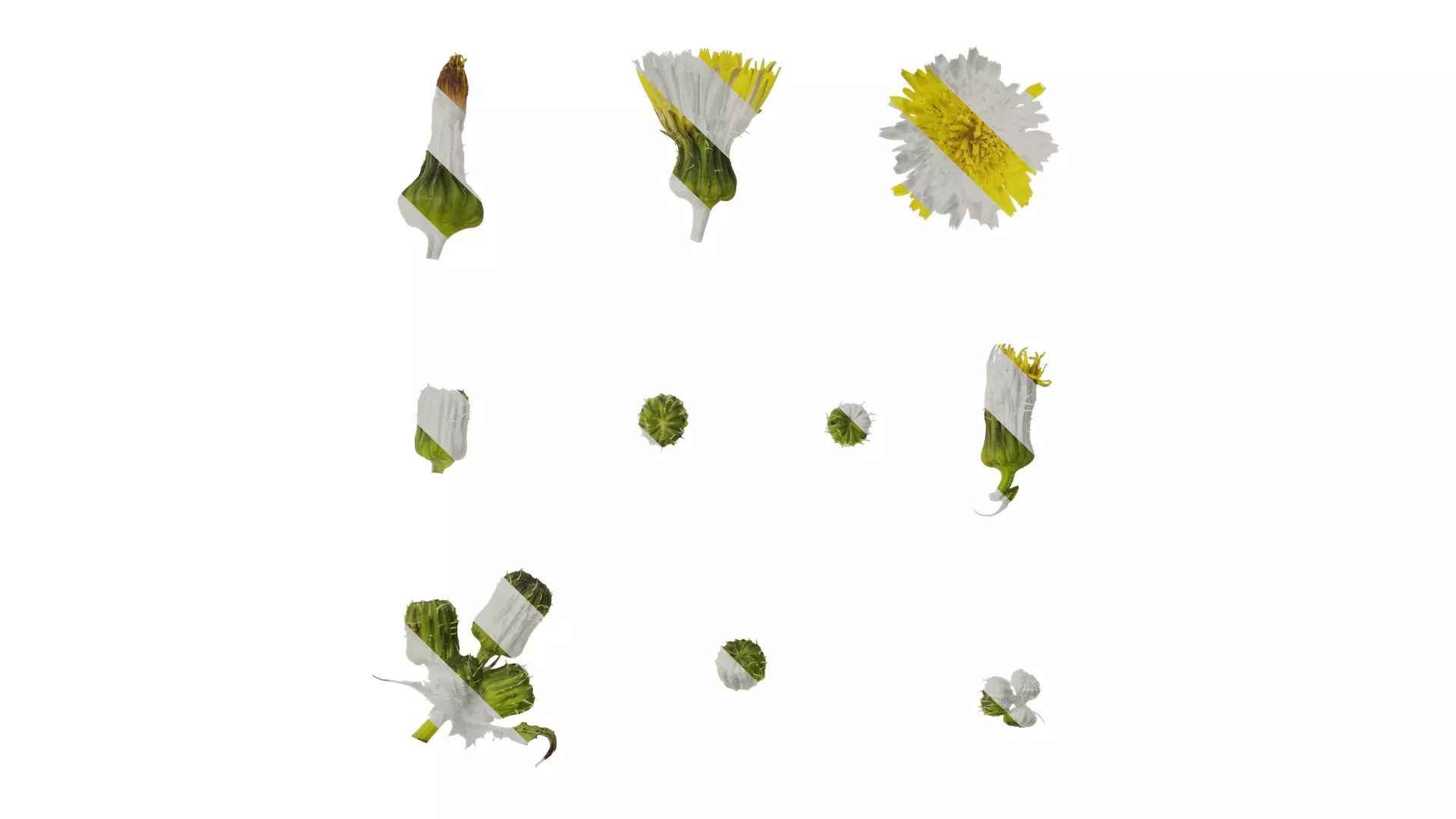 Anydrafts Sonchus asper Flower 02 Texture_0