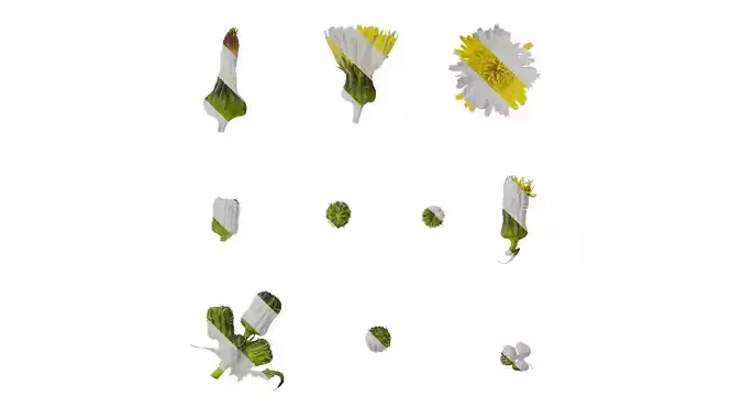 Anydrafts Sonchus asper Flower 02