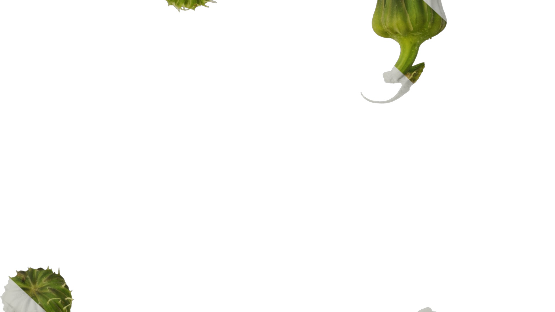 Anydrafts Sonchus asper Flower 02 Texture_6