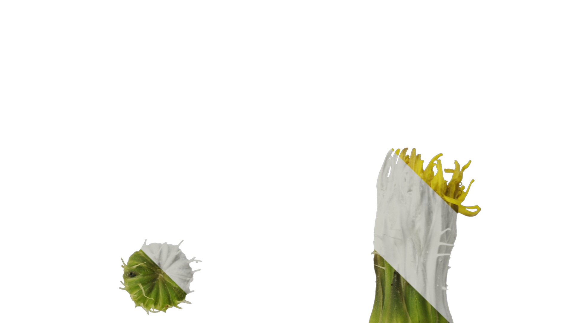 Anydrafts Sonchus asper Flower 02 Texture_4