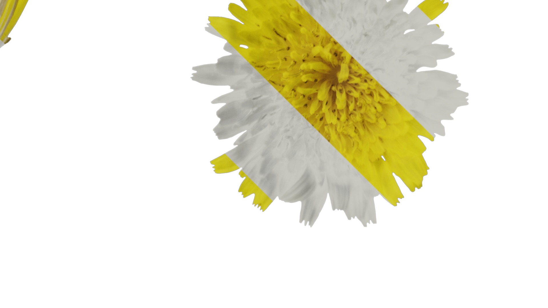 Anydrafts Sonchus asper Flower 02 Texture_2