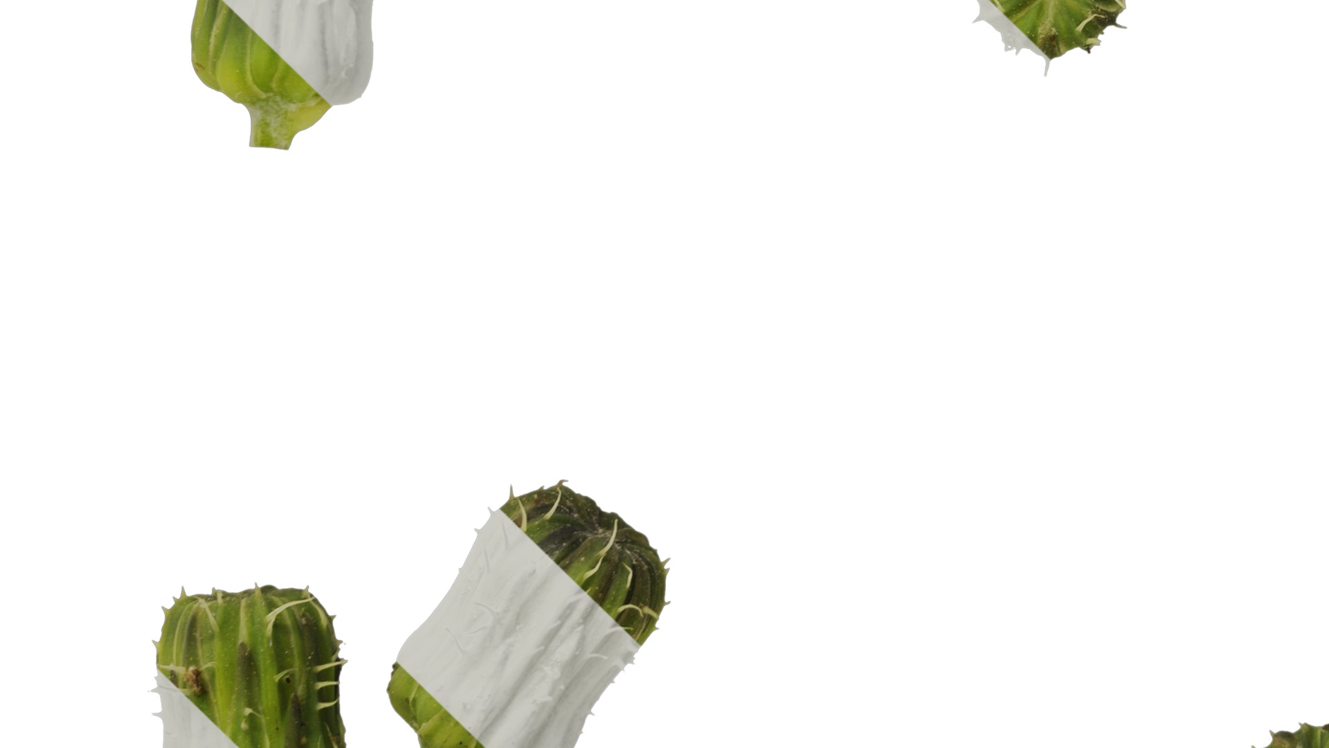 Anydrafts Sonchus asper Flower 02 Texture_5