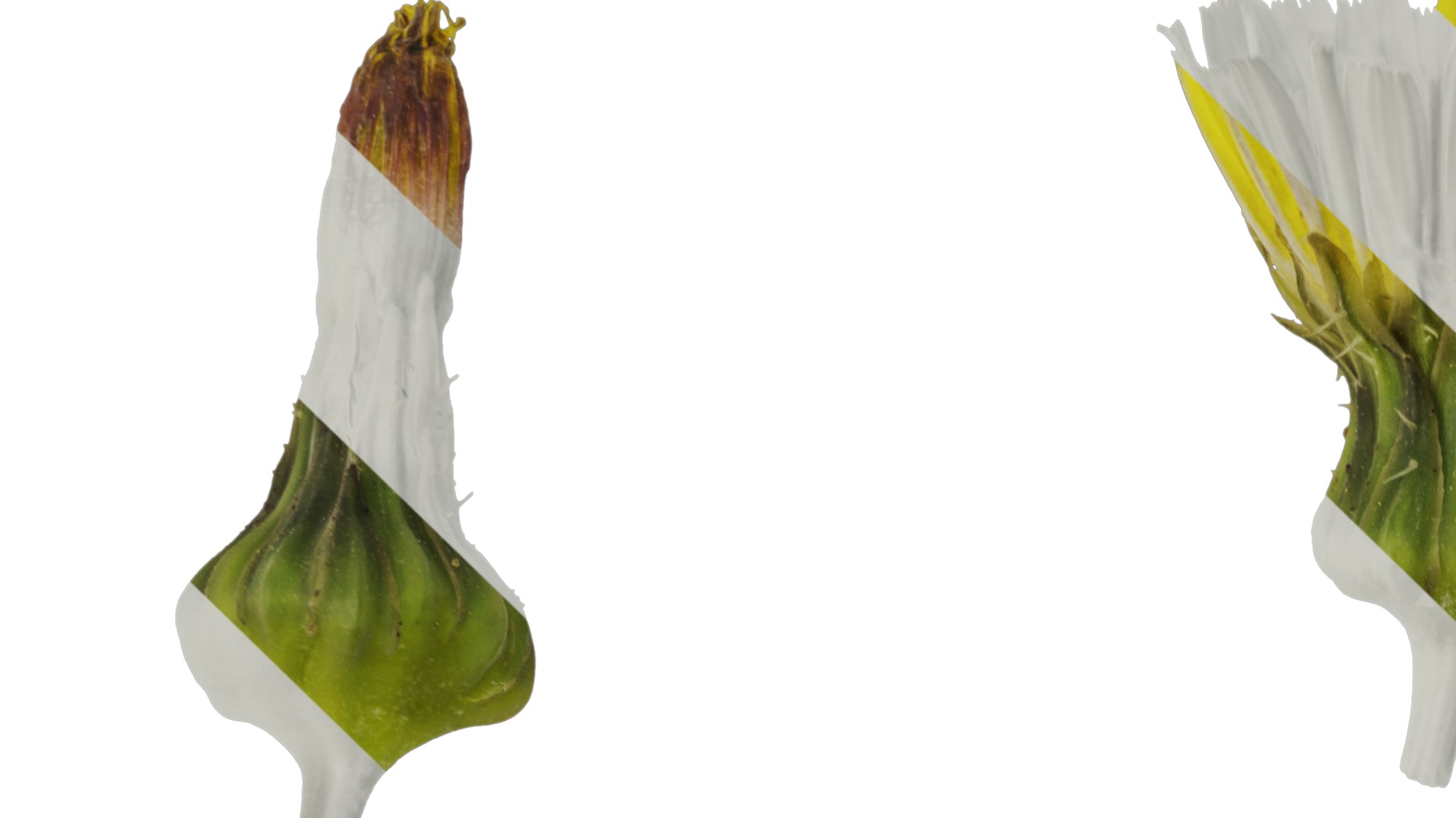 Anydrafts Sonchus asper Flower 02 Texture_1