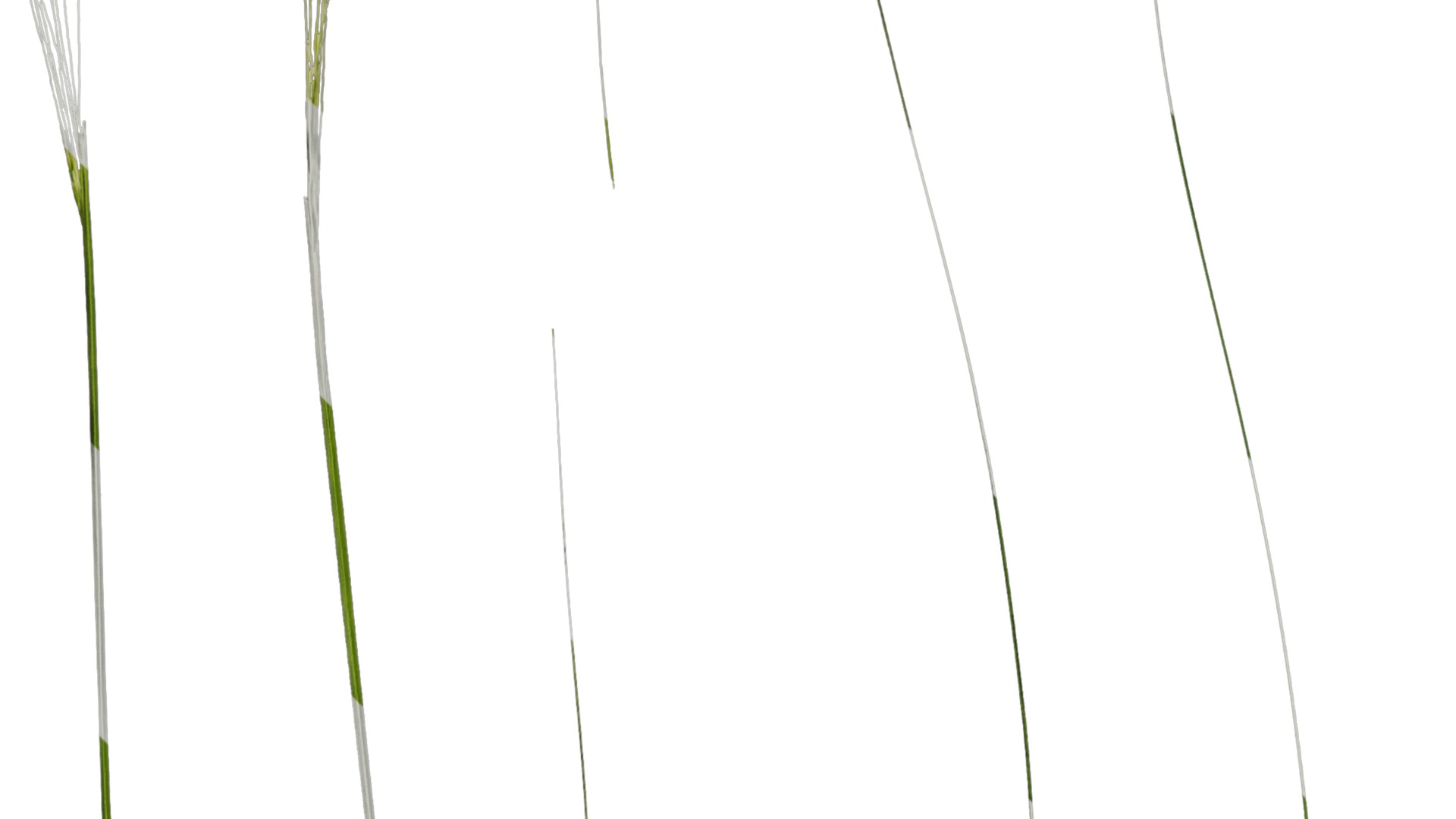 Anydrafts Stipa lessingiana Leaf 02 Texture_3