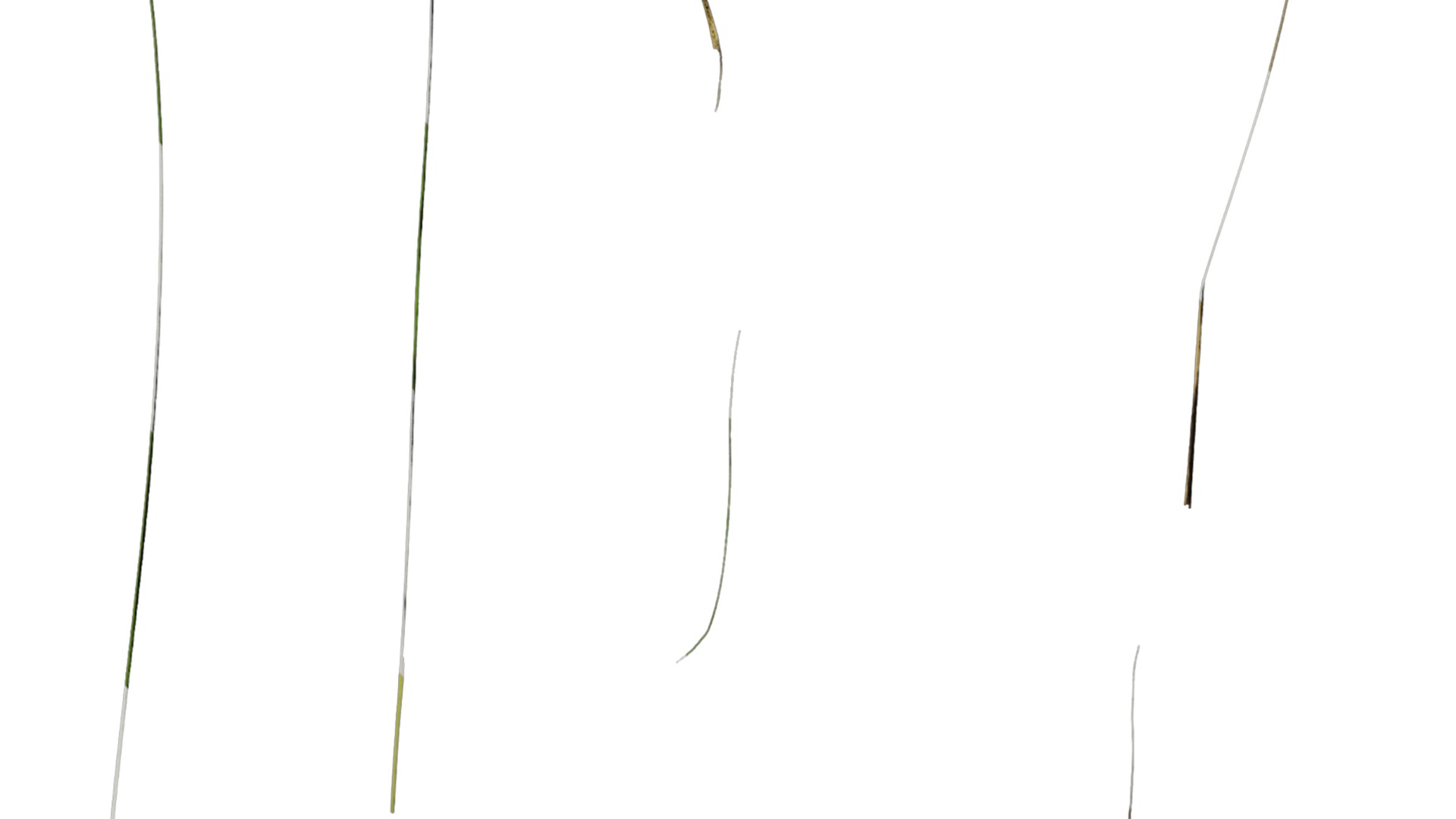 Anydrafts Stipa lessingiana Leaf 02 Texture_4