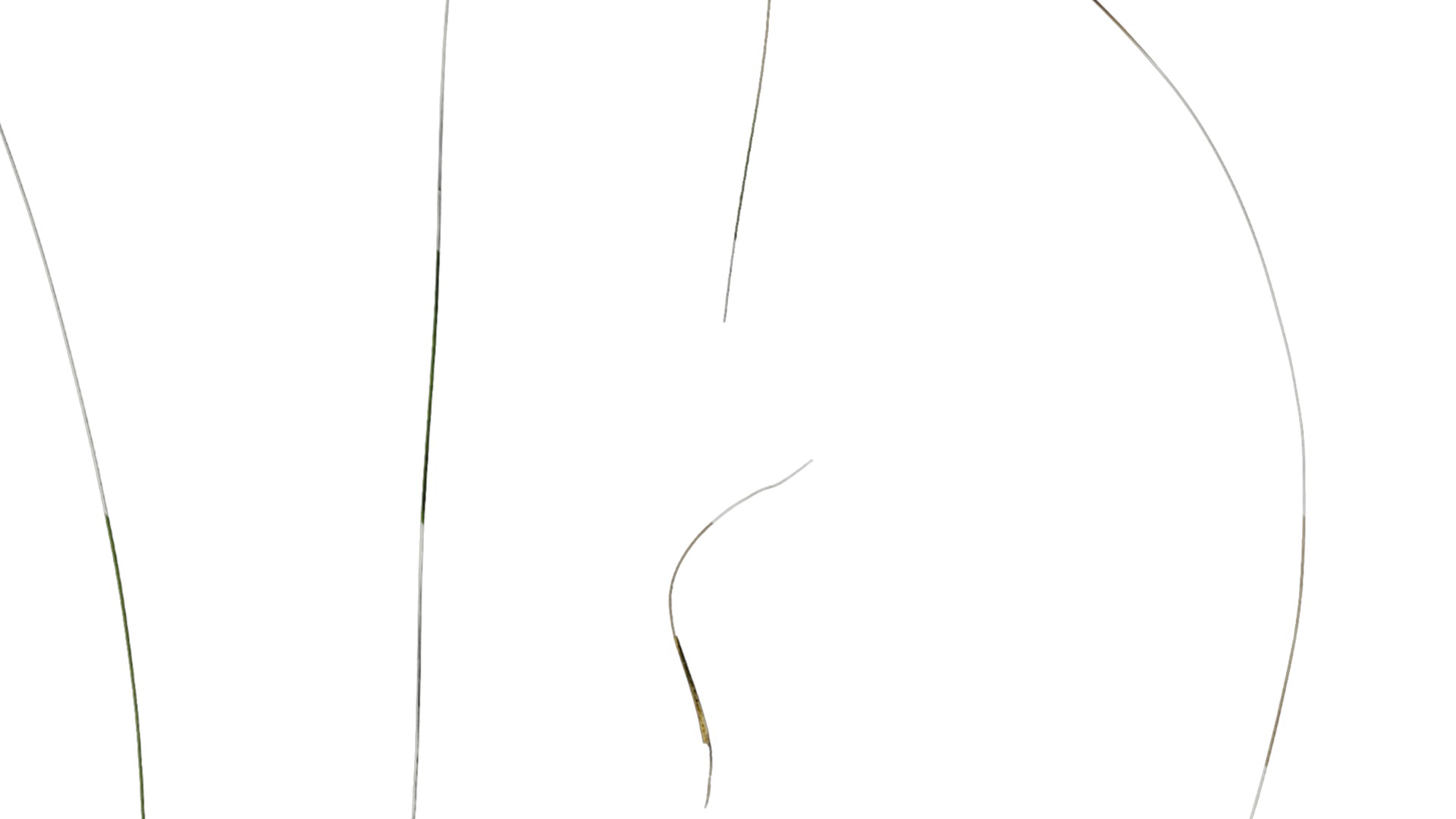 Anydrafts Stipa lessingiana Leaf 02 Texture_2