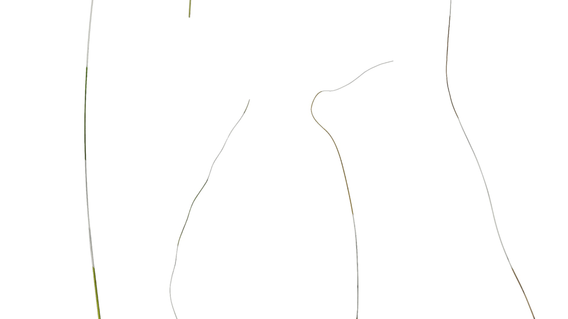 Anydrafts Stipa lessingiana Leaf 02 Texture_6