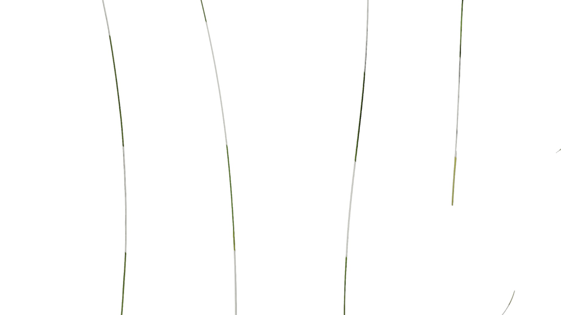 Anydrafts Stipa lessingiana Leaf 02 Texture_7