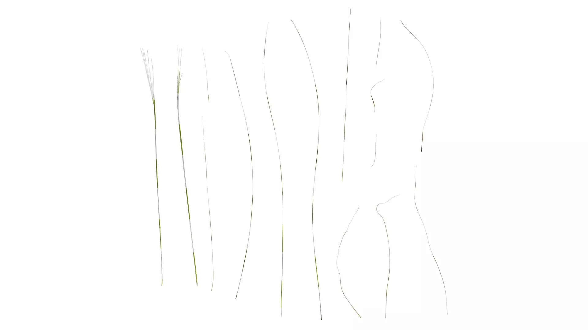 Anydrafts Stipa lessingiana Leaf 02 Texture_0