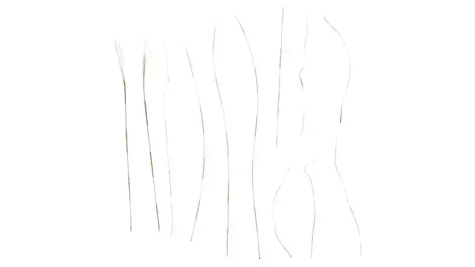 Anydrafts Stipa lessingiana Leaf 02