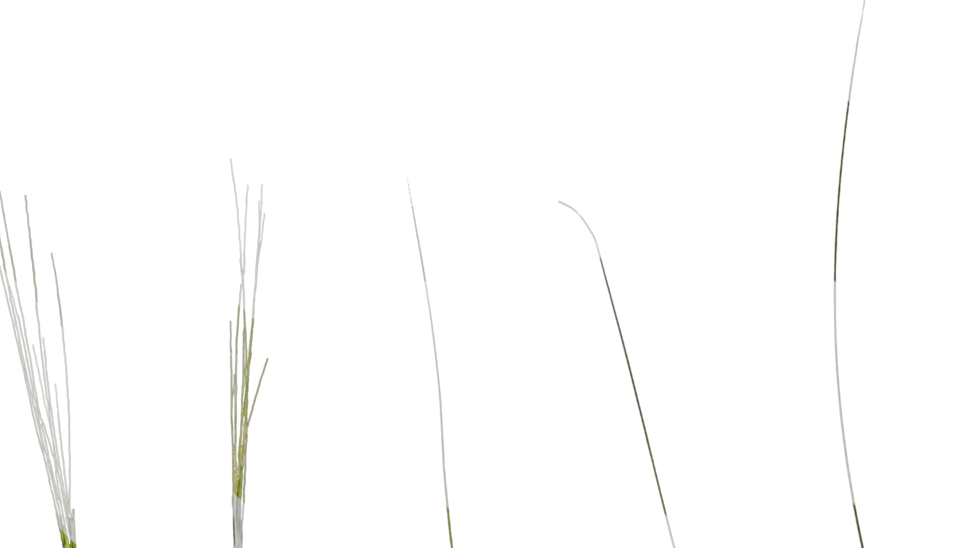 Anydrafts Stipa lessingiana Leaf 02 Texture_1
