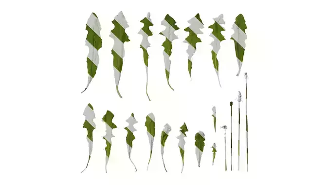 Anydrafts Taraxacum mongolicum Atlas 04