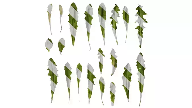 Anydrafts Taraxacum mongolicum Leaf 03