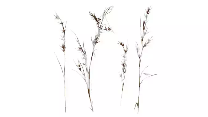 Anydrafts Themeda triandra Atlas 01