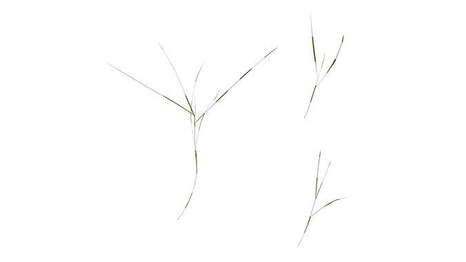 Anydrafts Zoysia japonica Atlas 03 Texture