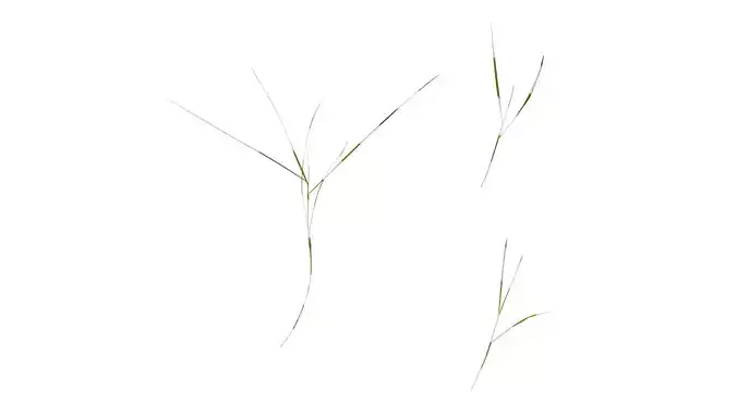 Anydrafts Zoysia japonica Atlas 03