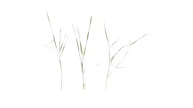 Anydrafts Zoysia japonica Atlas 06 Texture