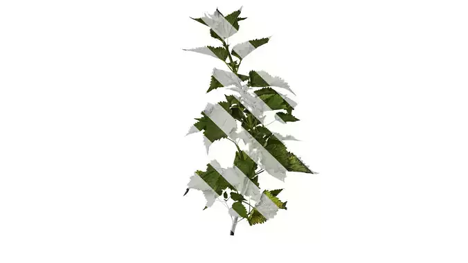 Anydrafts Agastache rugosa Atlas 02