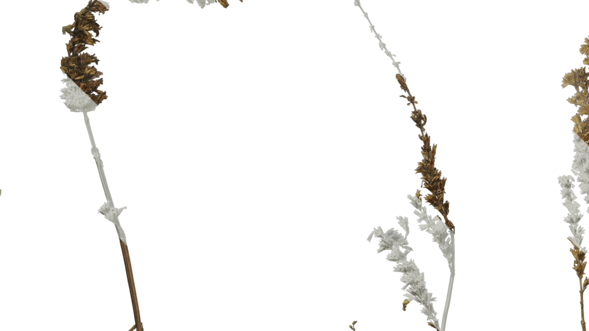 Anydrafts Agastache rugosa Atlas 10 Texture_5