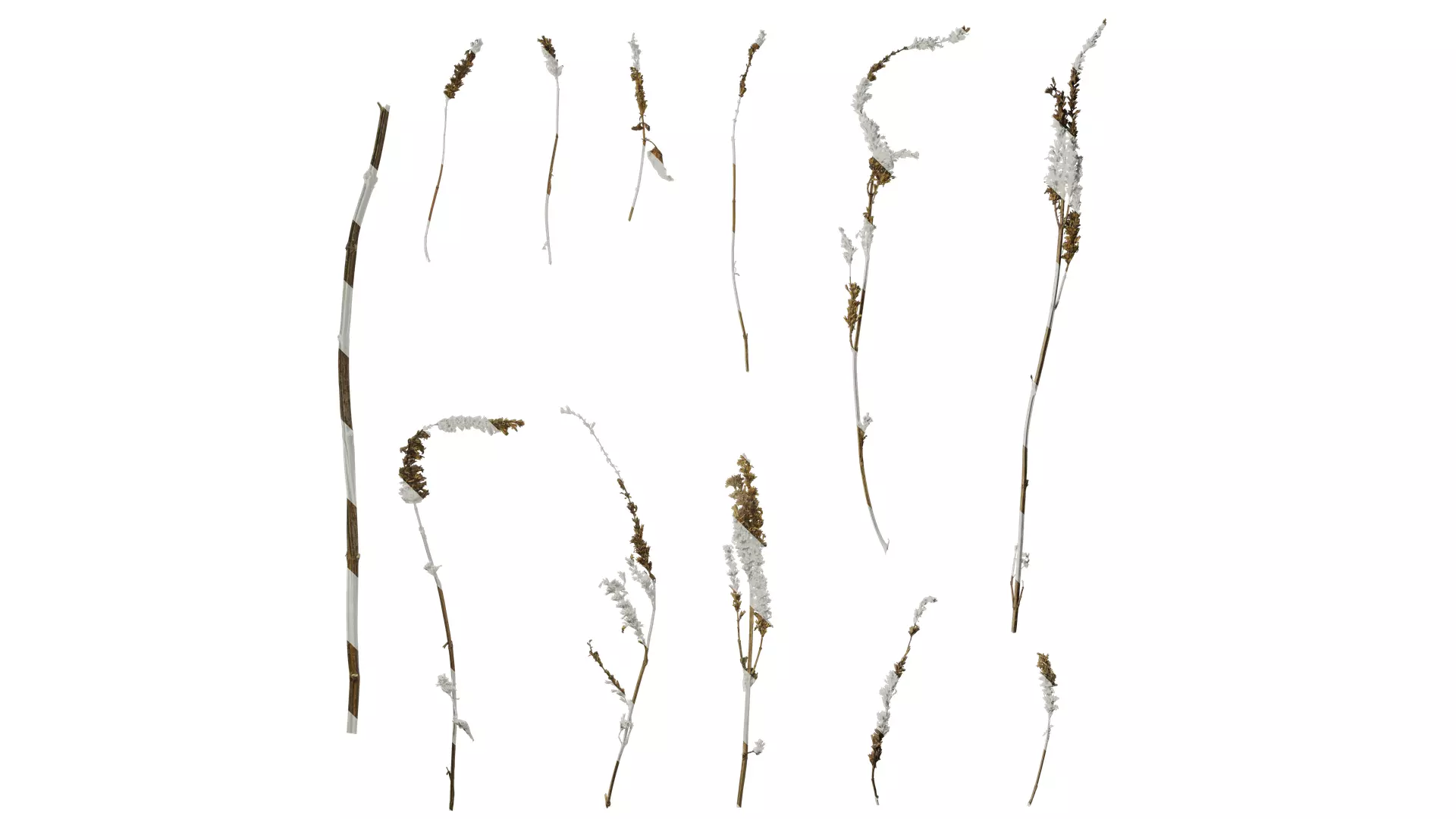 Anydrafts Agastache rugosa Atlas 10 Texture_0