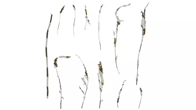 Anydrafts Agastache rugosa Atlas 10