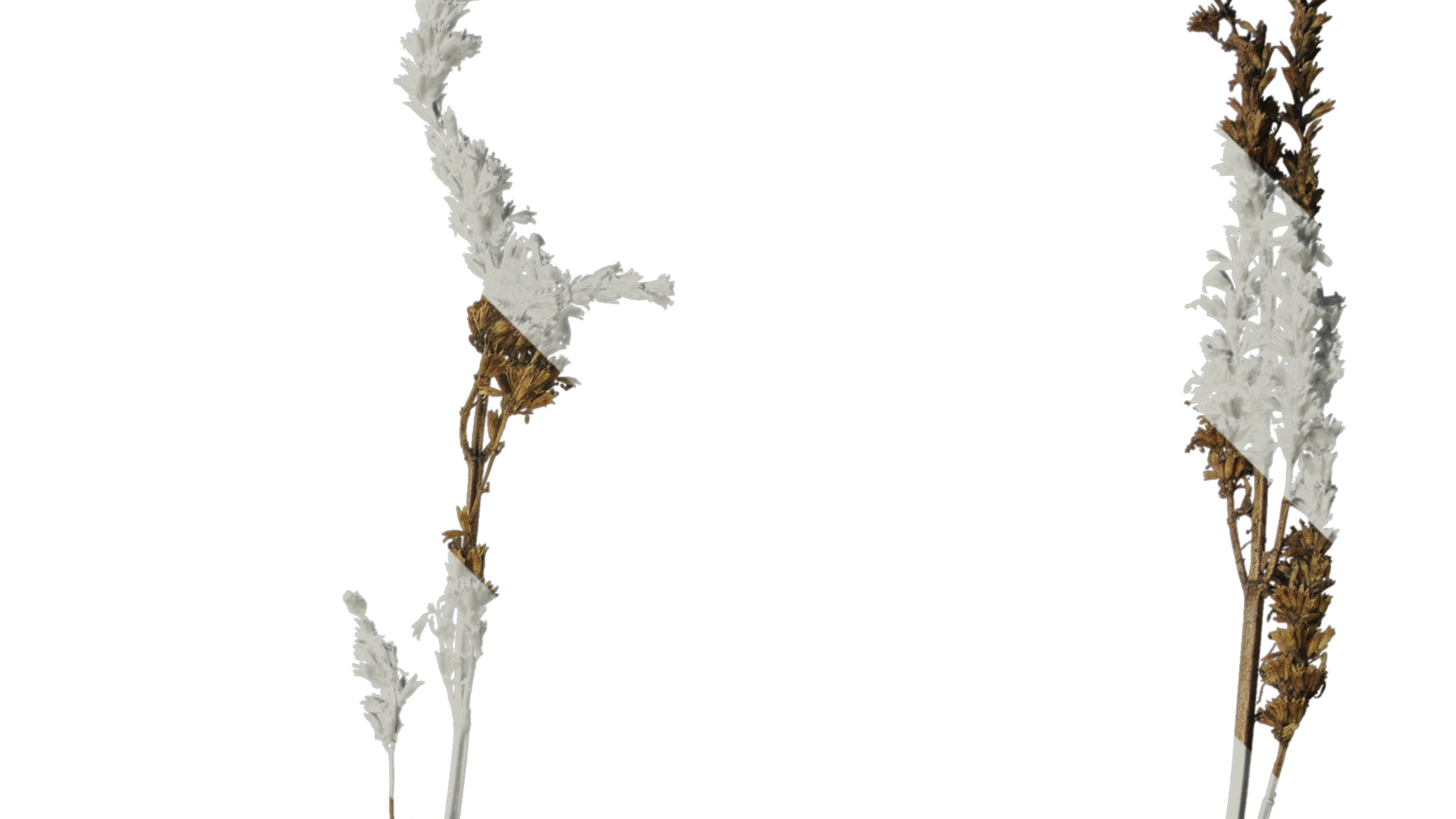 Anydrafts Agastache rugosa Atlas 10 Texture_2