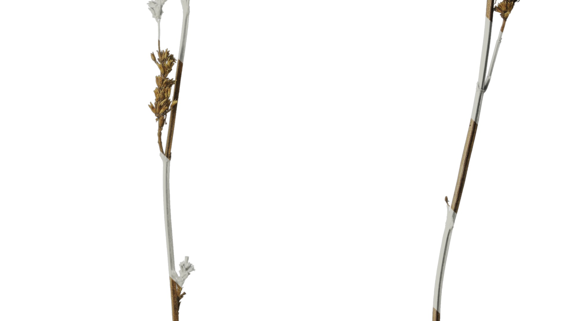 Anydrafts Agastache rugosa Atlas 10 Texture_4