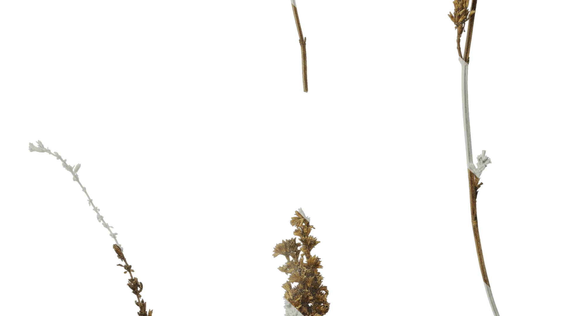 Anydrafts Agastache rugosa Atlas 10 Texture_7