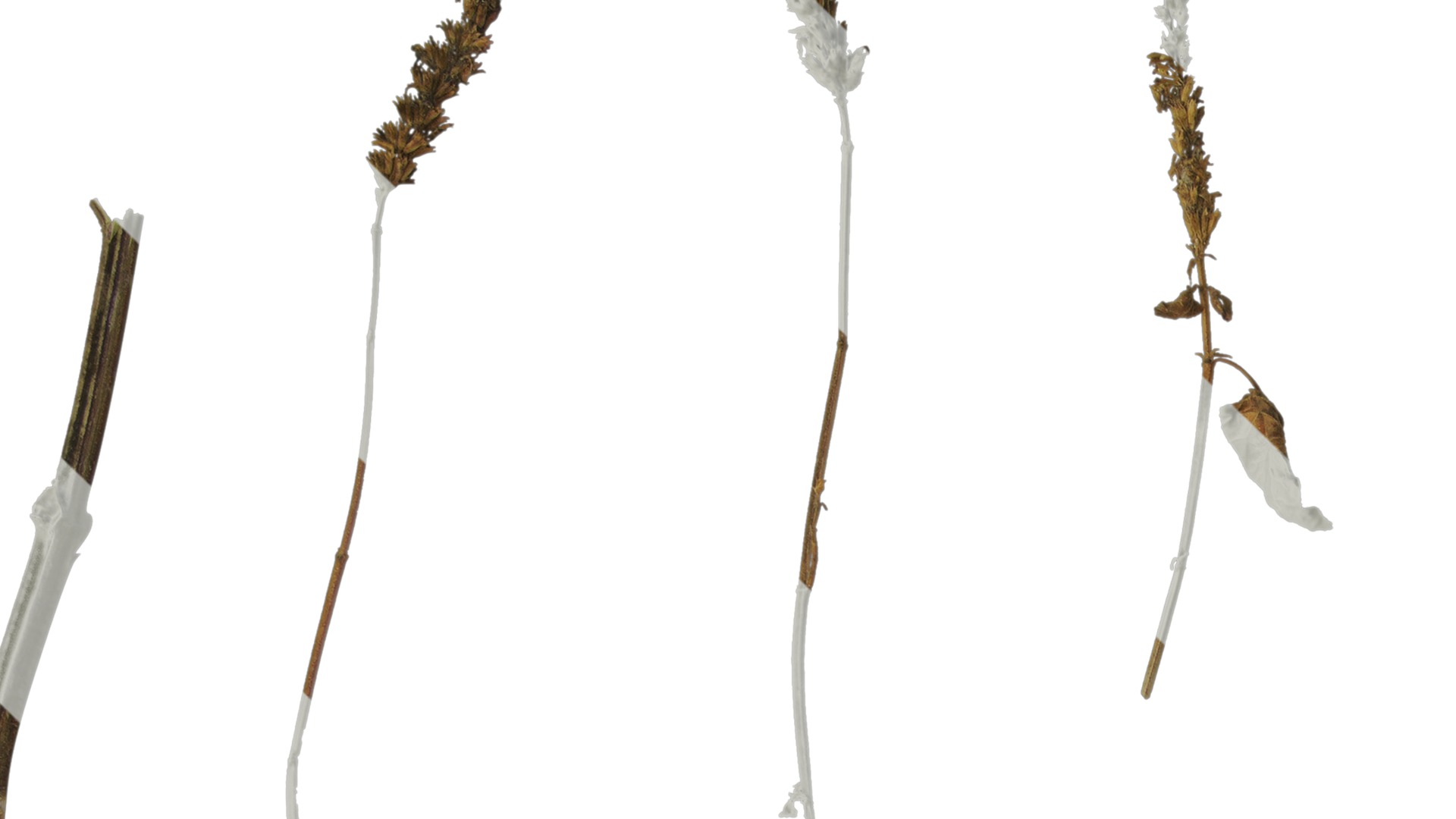 Anydrafts Agastache rugosa Atlas 10 Texture_1