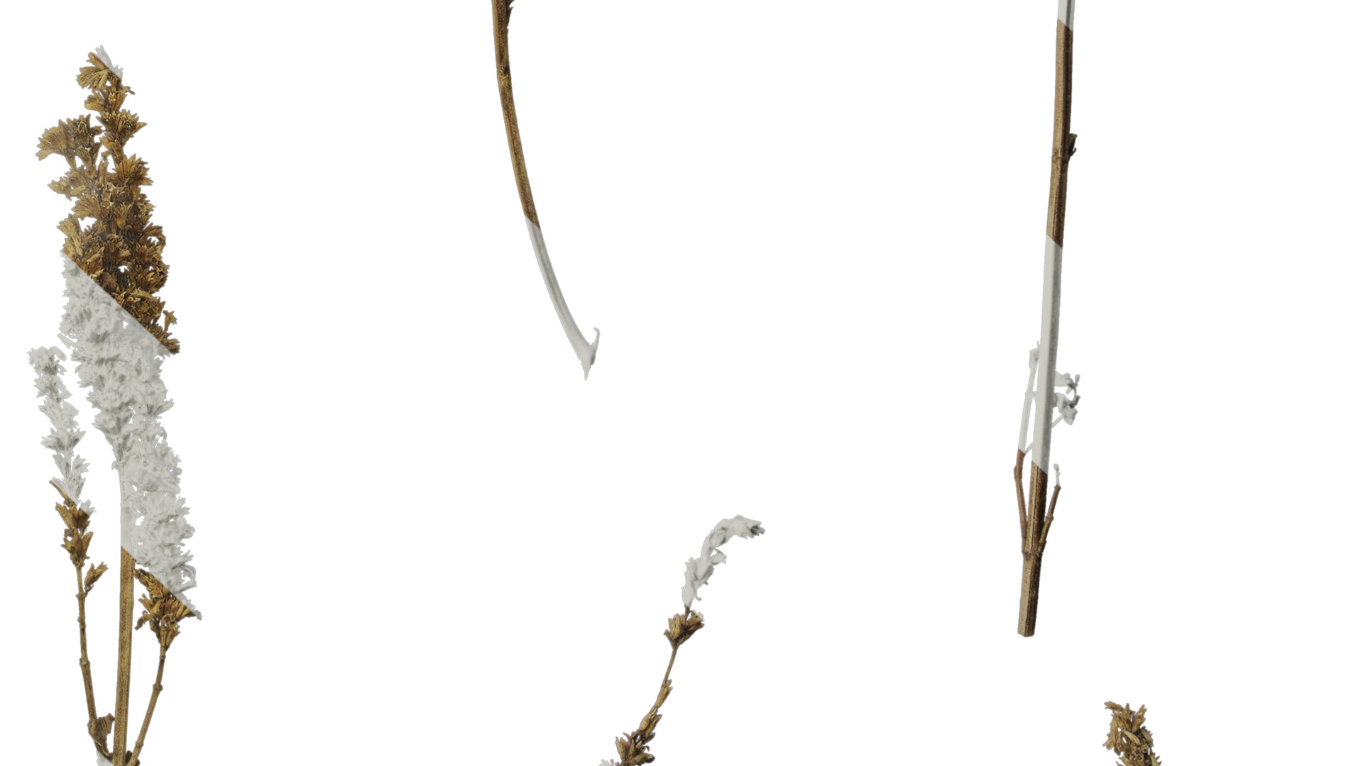 Anydrafts Agastache rugosa Atlas 10 Texture_6