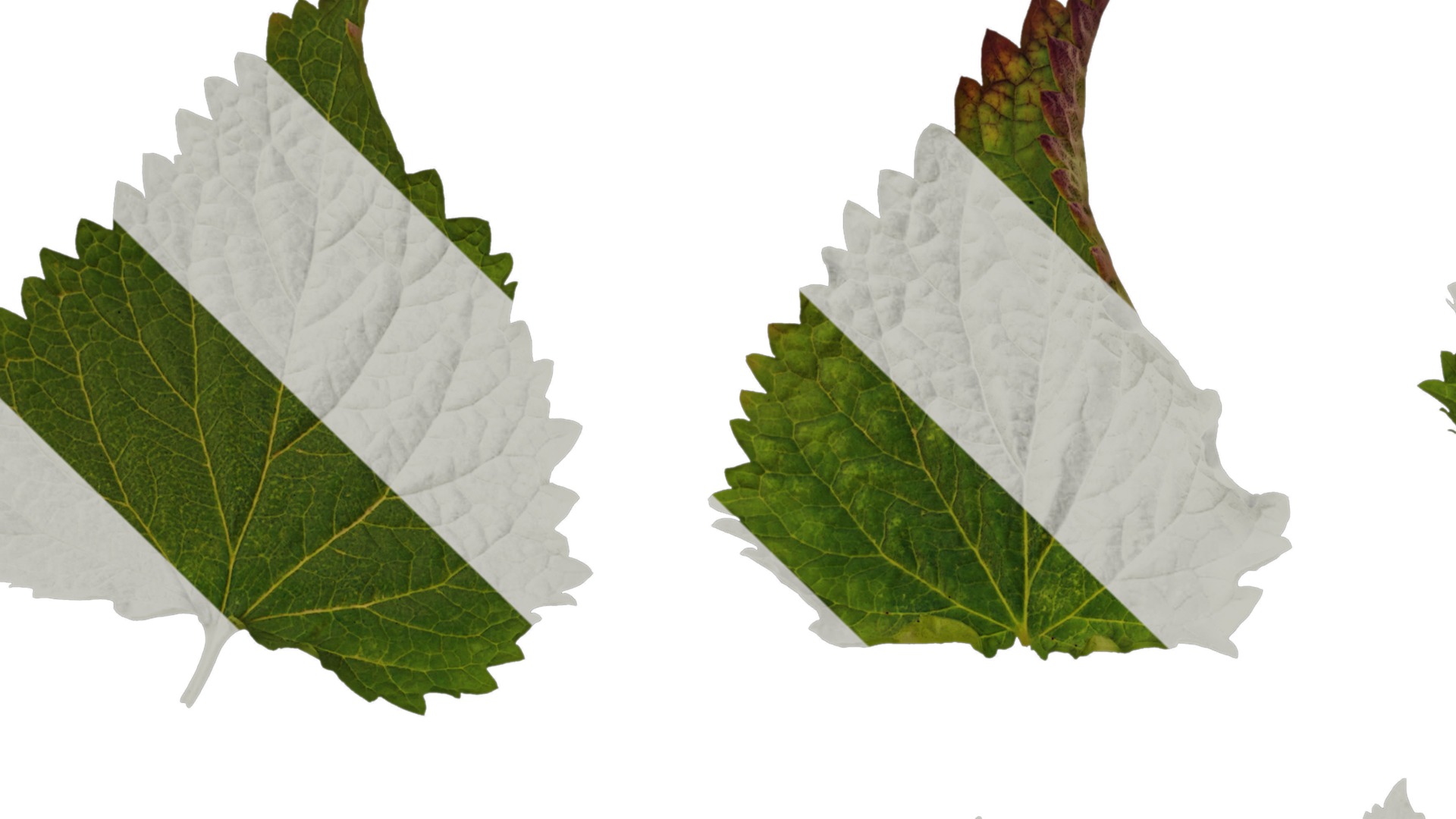 Anydrafts Agastache rugosa Leaf 02 Texture_1