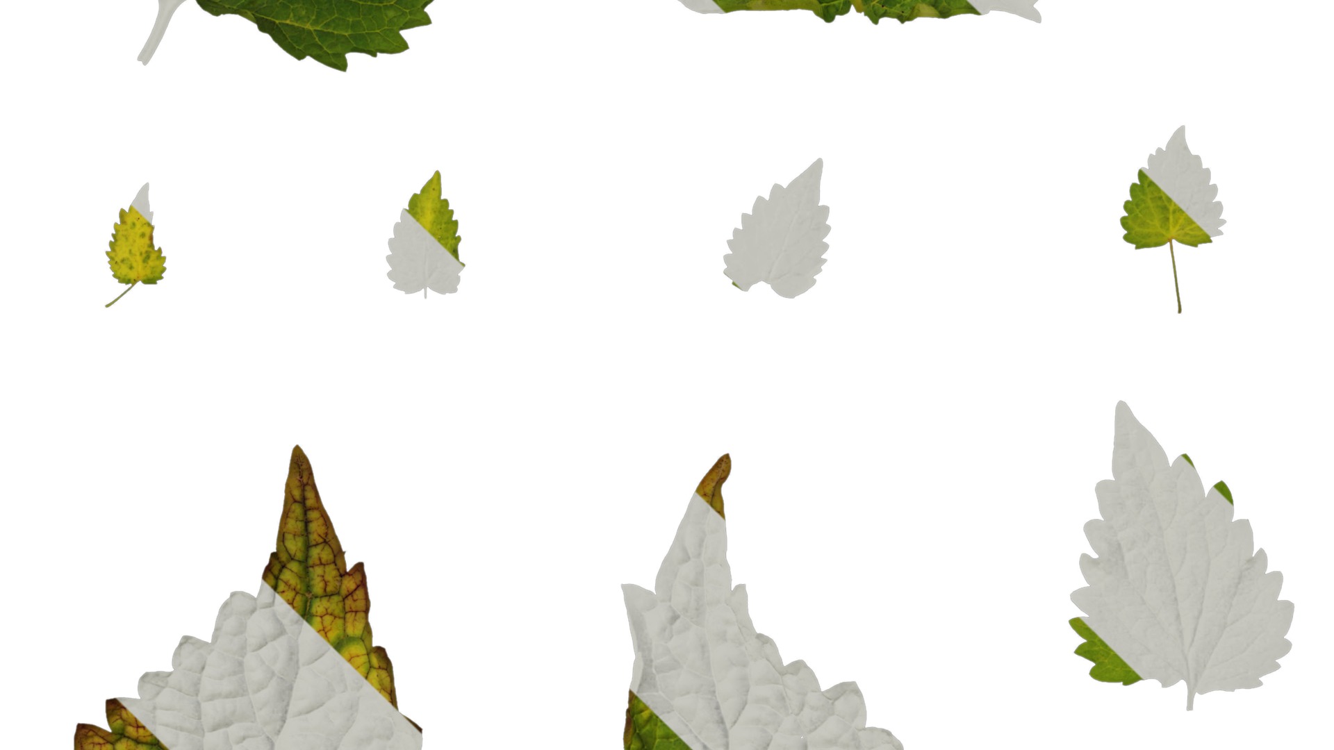 Anydrafts Agastache rugosa Leaf 02 Texture_2