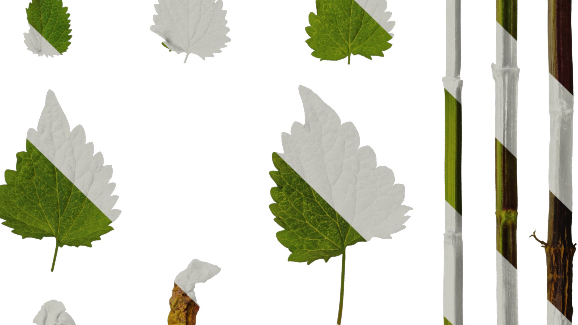 Anydrafts Agastache rugosa Leaf 02 Texture_3